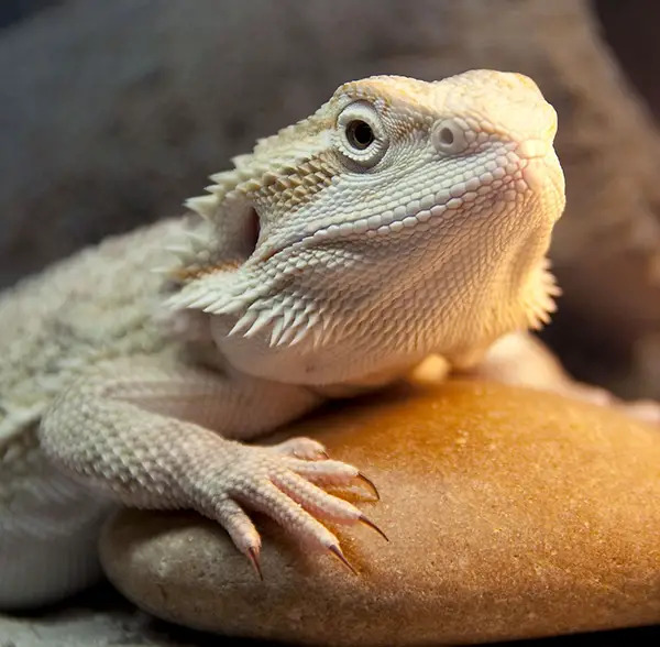 bearded dragon lizard