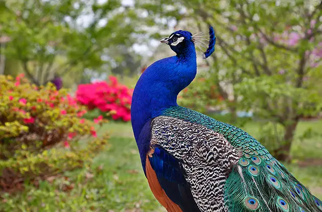 peacock at beardsley zoo