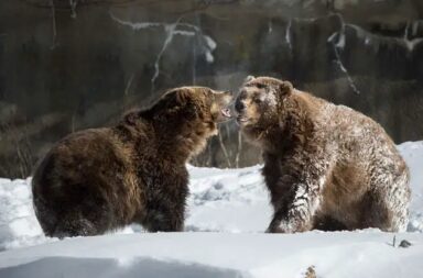 bears-at-bronx-zoo