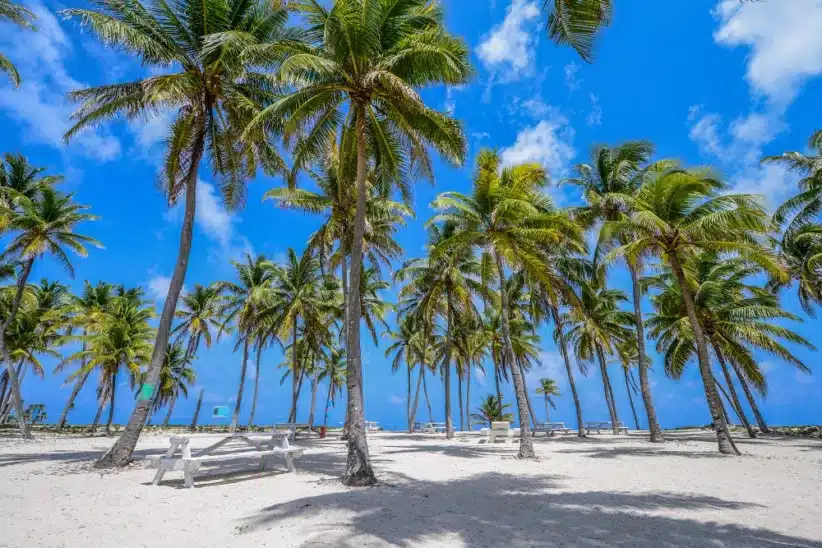 Family-Friendly Guide to Belize with Kids: palm trees on the beach