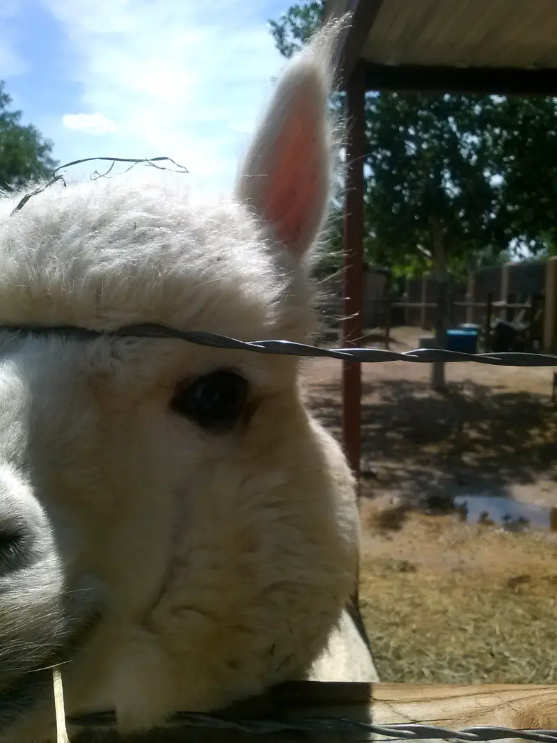 bella-alpaca