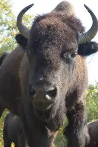 bison