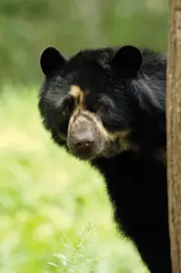 black bear at Queens Zoo