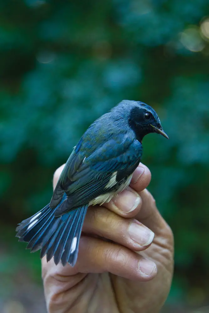 bluebird on hand