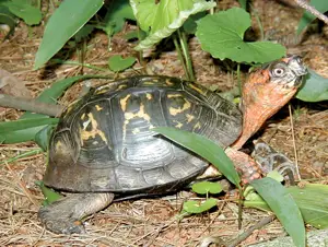 Robert Eastern box turtle