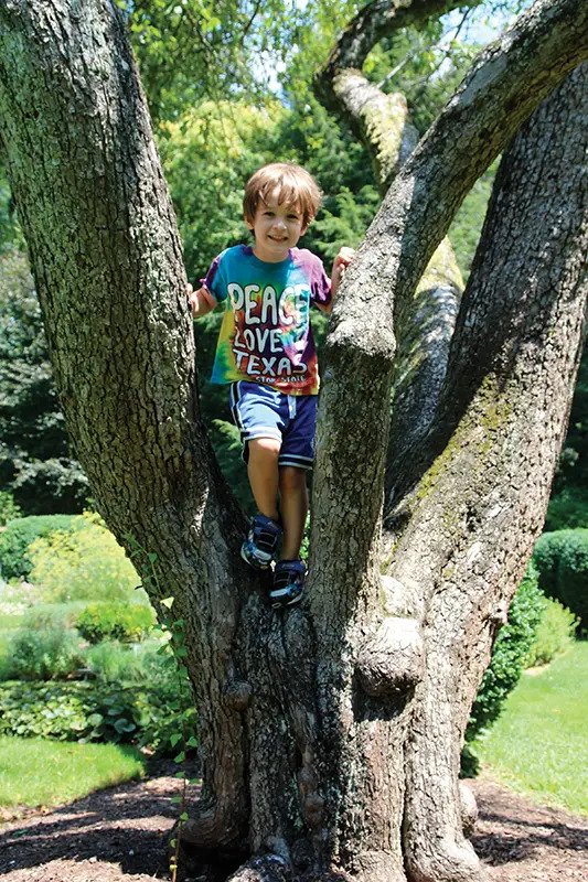 boy climbing tree