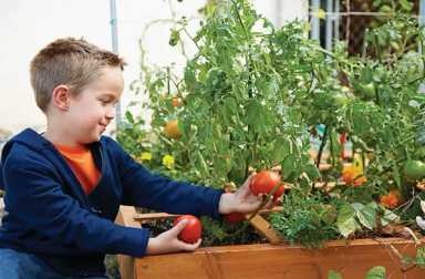 boy-harvesting-tomatoes-copy