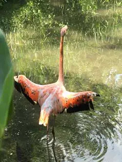 Flamingo at the Bronx Zoo Children's Zoo