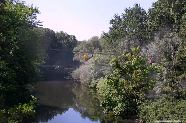 bronx zoo zip line