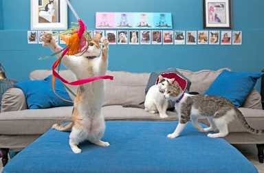 brooklyn-cat-cafe