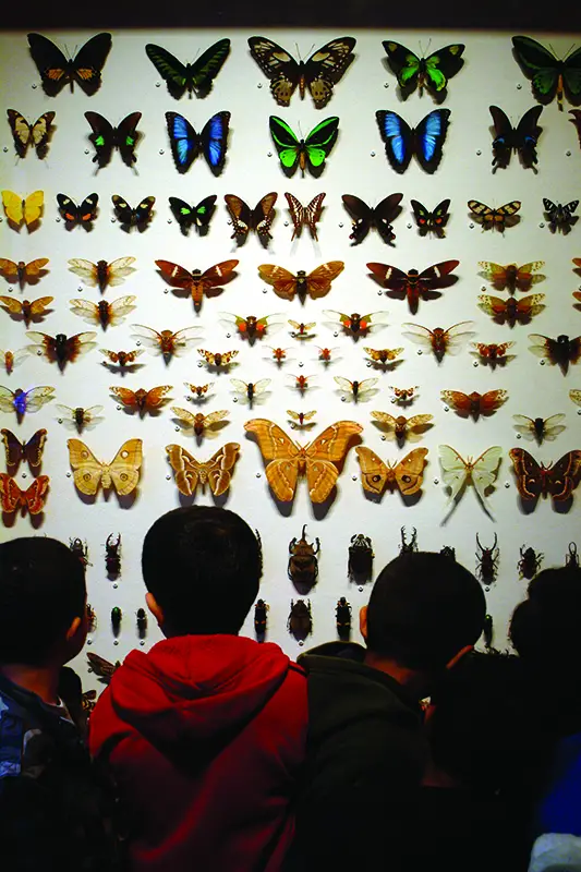 Butterfly exhibit at Staten Island Museum