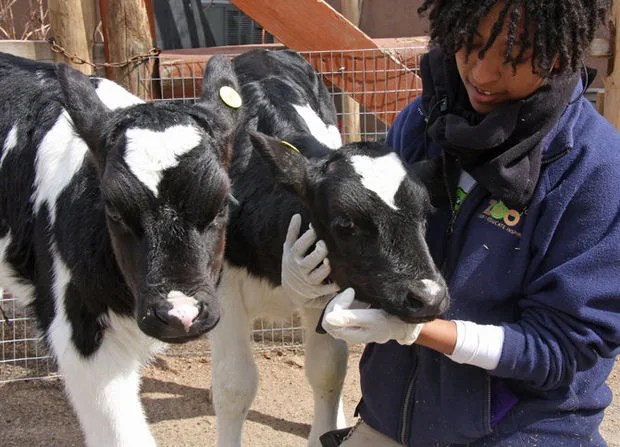 calves at staten island zoo