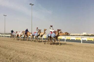camel-races-qatar