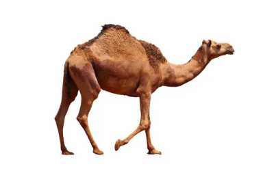 camel