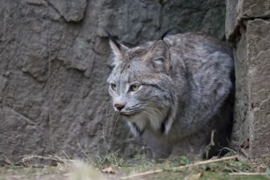 canada-lynx