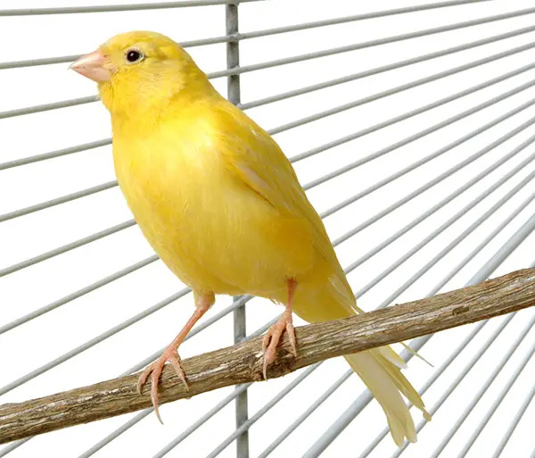 canary