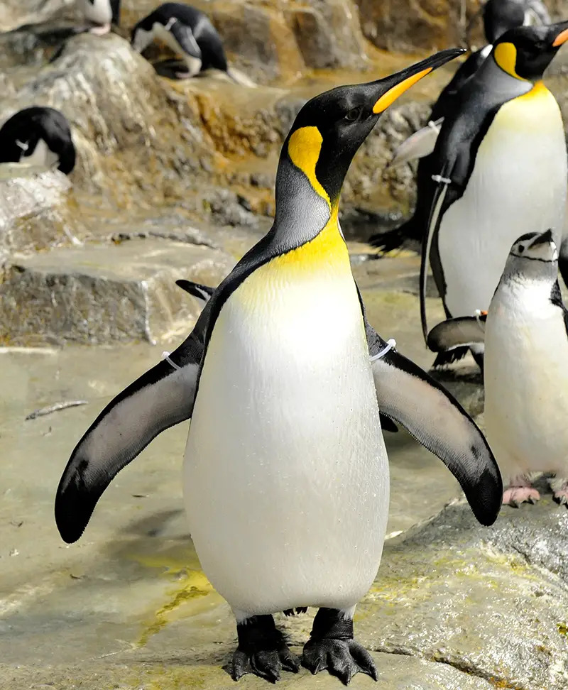 penguin at central park zoo