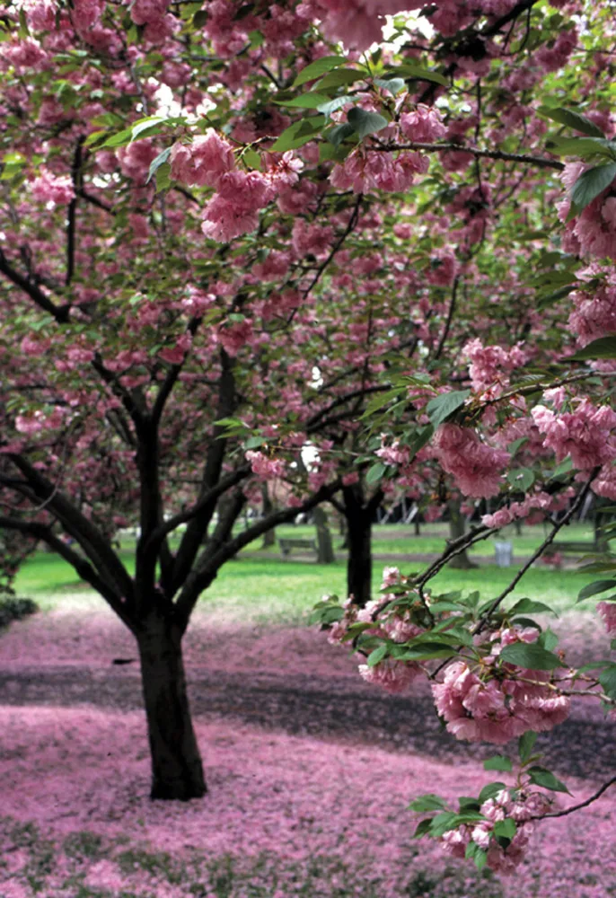 Cherry Blossom Festival Brooklyn
