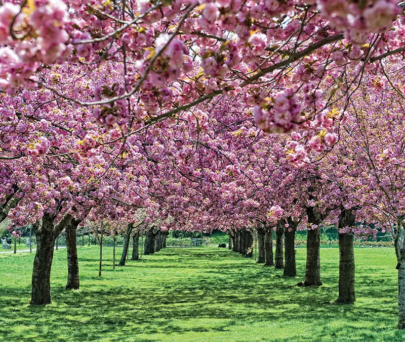 cherry blossoms in brooklyn