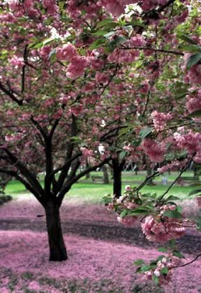 cherry blossoms at brooklyn botanic garden