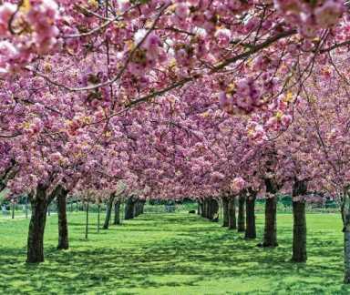 cherry-blossoms1