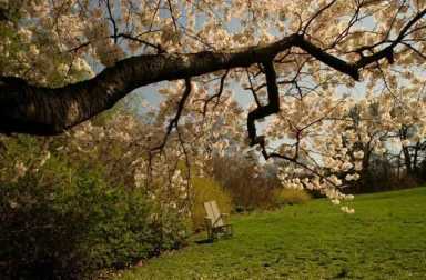 cherry-tree-at-wave-hill-bronx