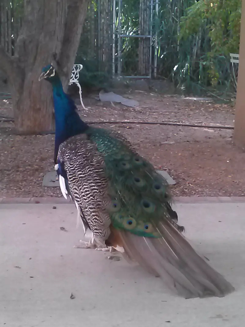 chester-the-peacock