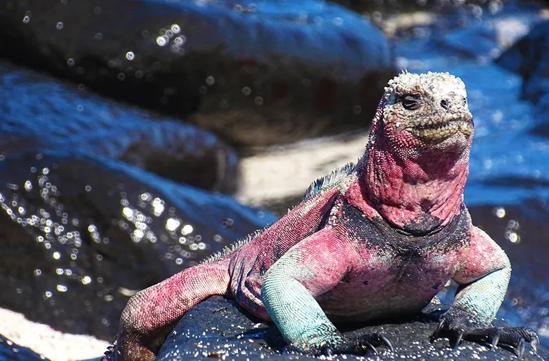 christmas iguana on the rocks