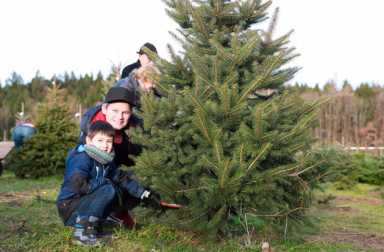 christmas-tree-farm-long-island