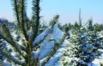 Christmas Tree Farms