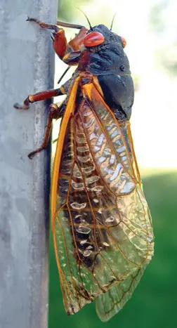 cicada