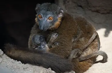 baby collared lemurs at bronx zoo