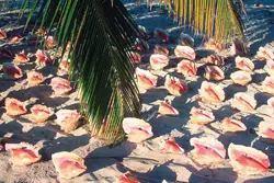 conch; turks and caicos; caribbean vacation; beach