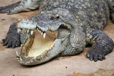 croc