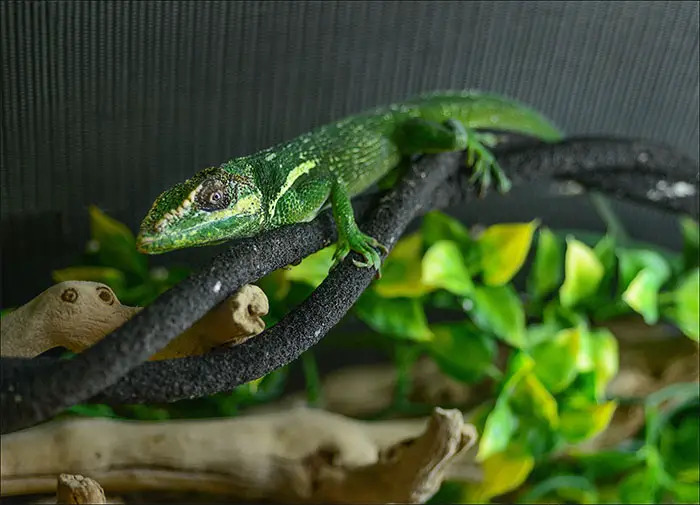 Cuban Knight Anole