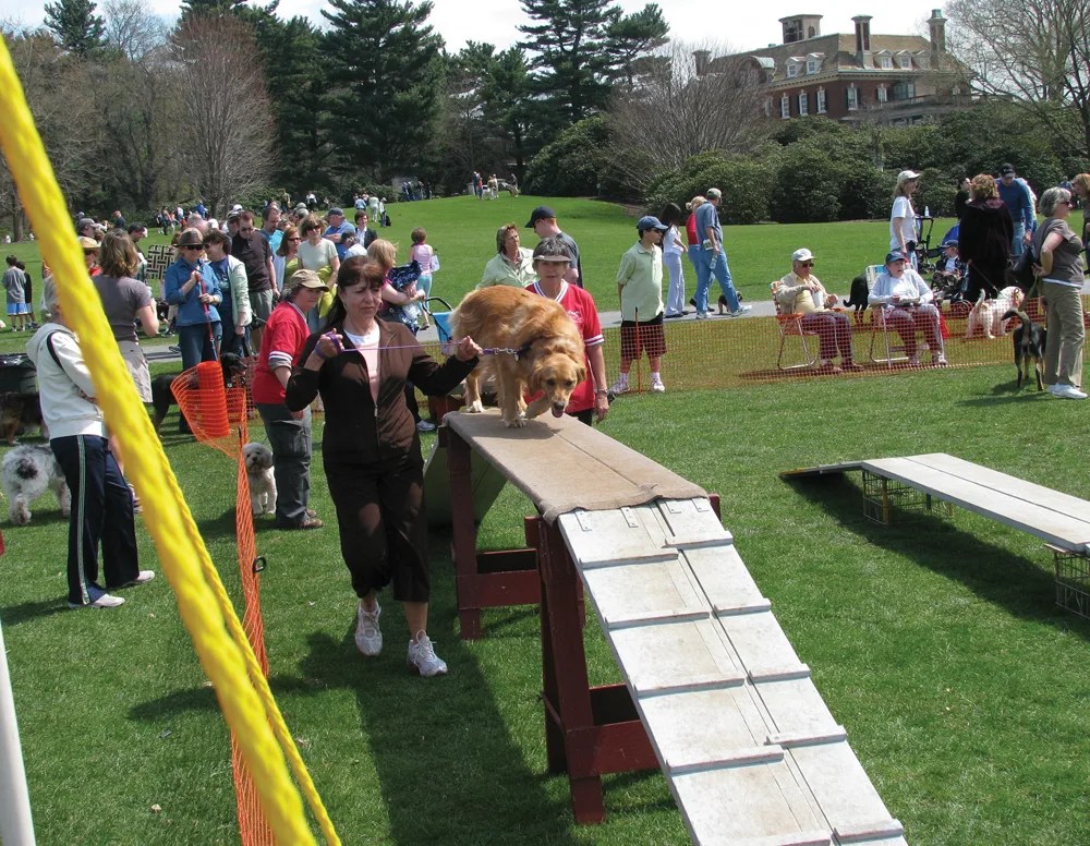 Long Island dog festival