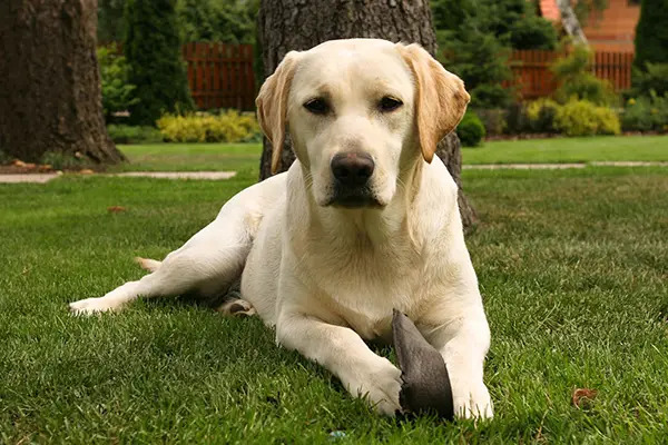 golden retriever 