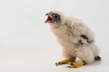 falcon-chick