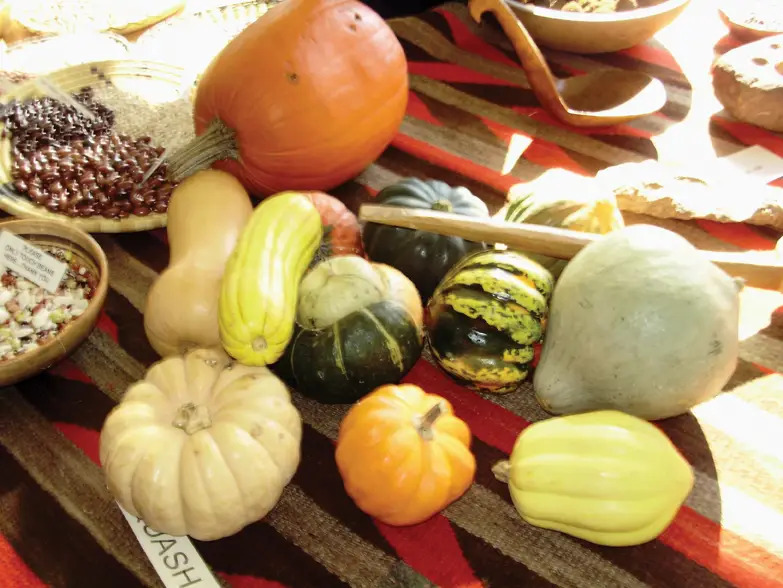 fall gourds