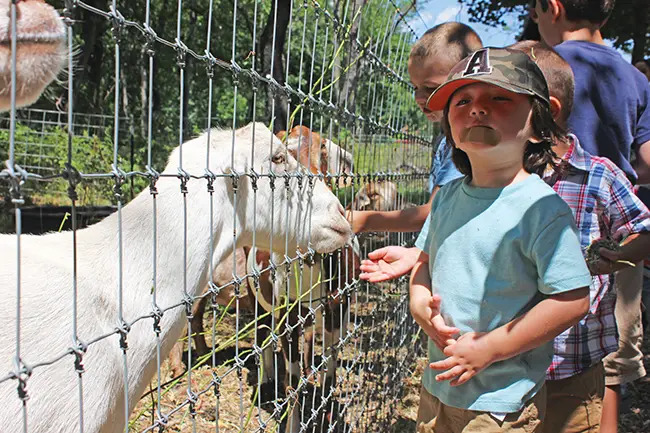 queens county farm museum birthday party