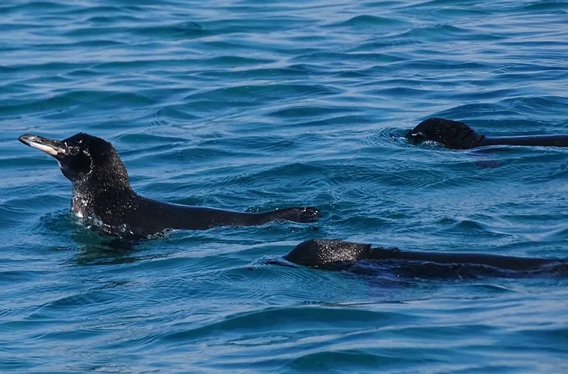 galapagos penguins swimming