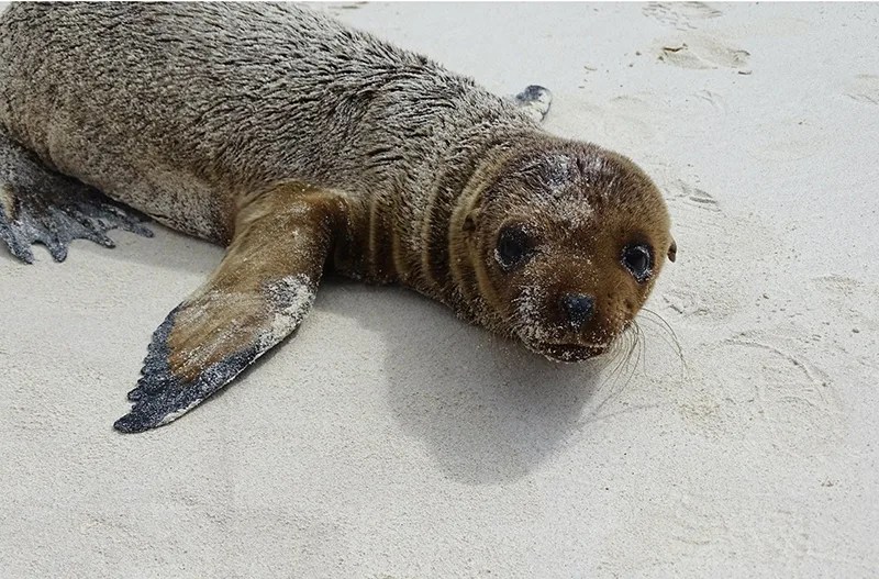 galapagos sea lion