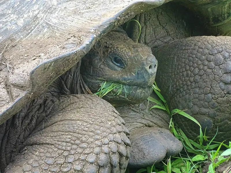 giant tortoise
