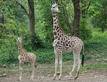 giraffe calf at bronx zoo