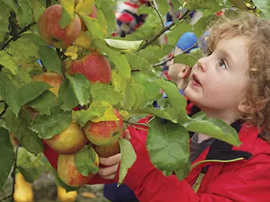 girl picking apples at an orchard