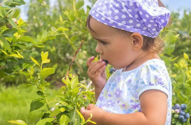 girl eating berries