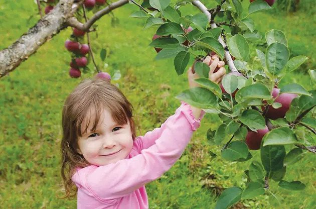 girl picking apple girl picking apple