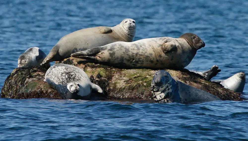 gray seal on Long Island