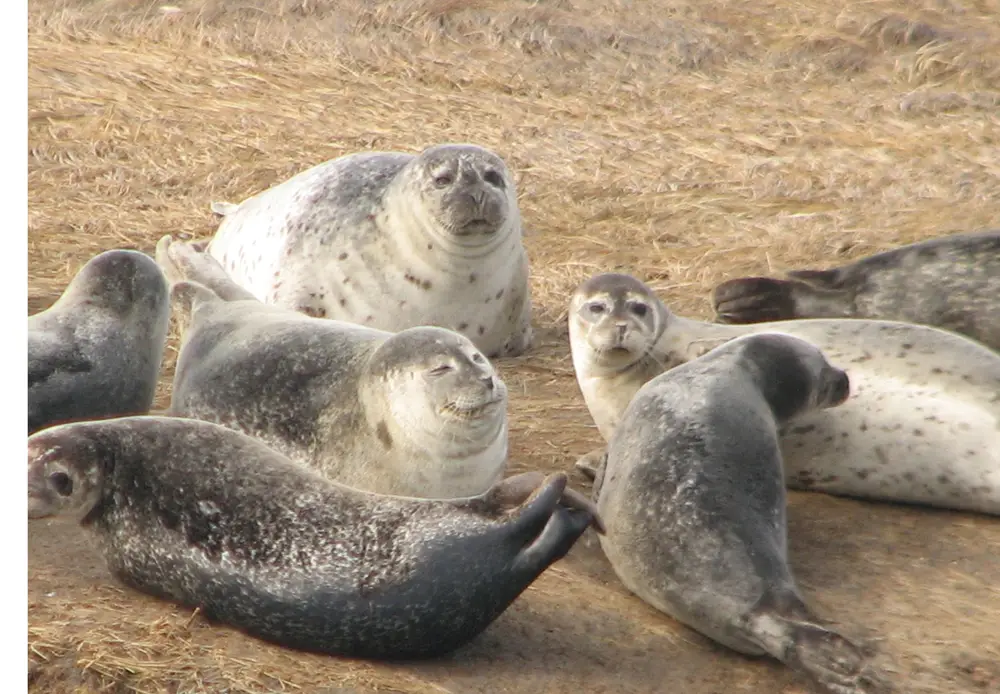 gray seals on Long Island