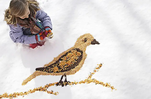 ground bird seed feeder